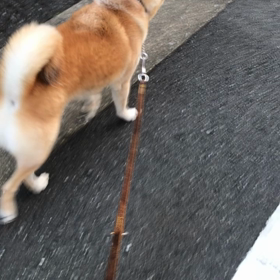 追跡の画像