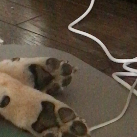 ピクピクの画像