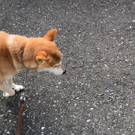 今日のげんこつ 11/14の画像