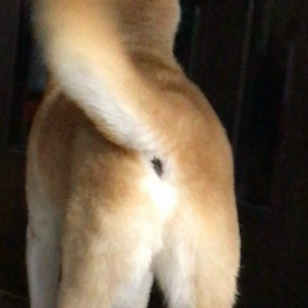 おかえりーの画像