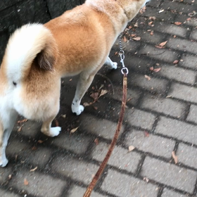 今日の様子（動画）の画像