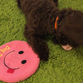 タマゴに怯むこむぎの画像