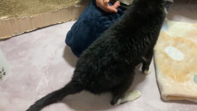 モモの危機、峠を越えたの記事動画
