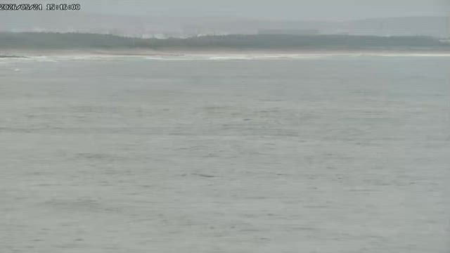 ヤモリが元気の記事動画