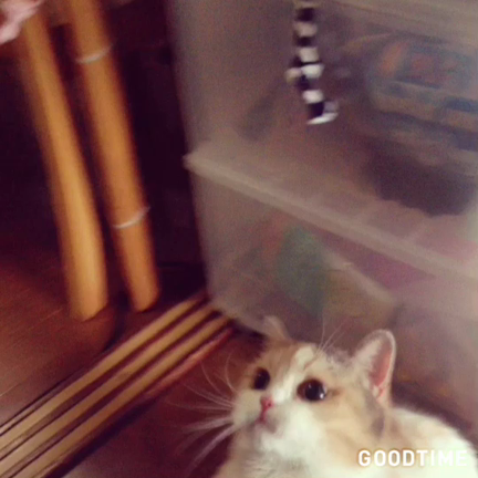 今日のにゃんこの記事動画