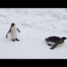 旭山動物園ペンギンのお散歩の画像