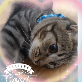 kittenの画像