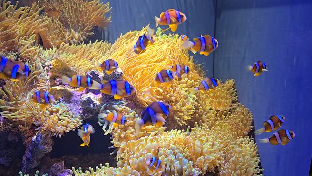 ゆっくり見られて、かなり穴場かも♡（静岡市葵区　スマートアクアリウム静岡）の記事動画