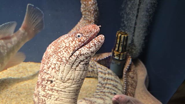 ゆっくり見られて、かなり穴場かも♡（静岡市葵区　スマートアクアリウム静岡）の記事動画