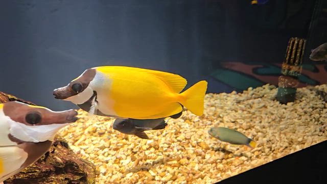 ゆっくり見られて、かなり穴場かも♡（静岡市葵区　スマートアクアリウム静岡）の記事動画