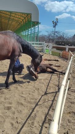 突然の雨の記事動画