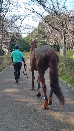 気になるたてがみ…の記事動画