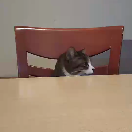 猫のおねだりの仕方の記事動画