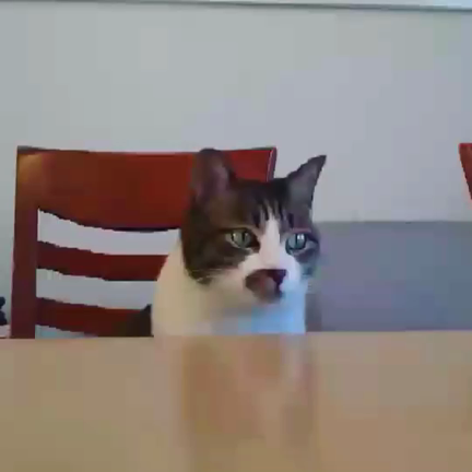 猫のおねだりの仕方の記事動画