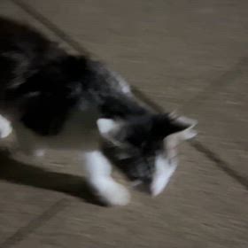 にゃーすではないの画像