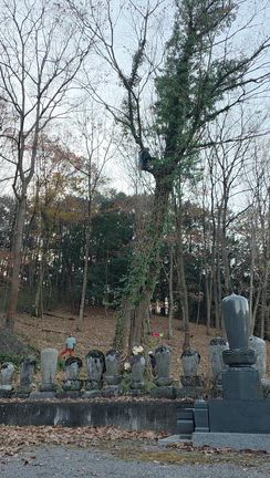 報恩寺様特殊伐採②の記事動画