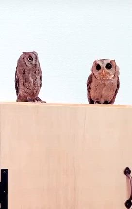 ふくろうの記事動画