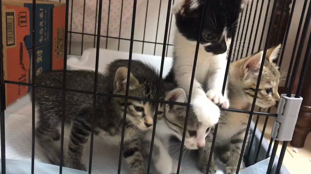 保護猫ちゃんの記事動画
