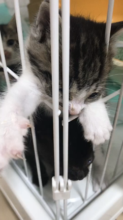 保護猫ちゃんの記事動画