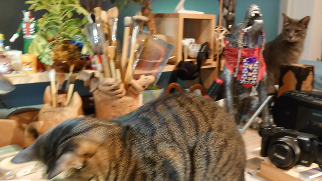 猫の動画の記事動画