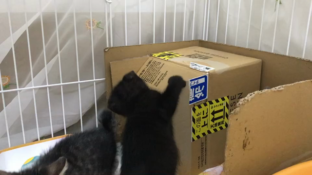 梅雨入りしたけどの記事動画