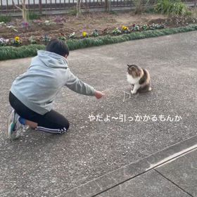 猫の気持ちの画像