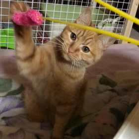 猫じゃらしの画像