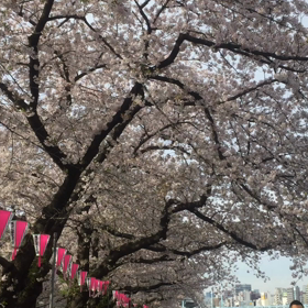【桜】隅田公園向島側(墨田区)の画像