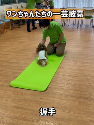 ワンちゃんとのふれあいの記事動画