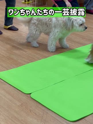 ワンちゃんとのふれあいの記事動画