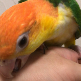 シロハラインコ雛　再々募集の画像
