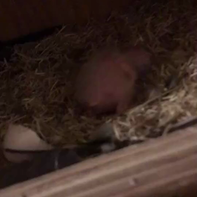 シロハラインコ雛の画像
