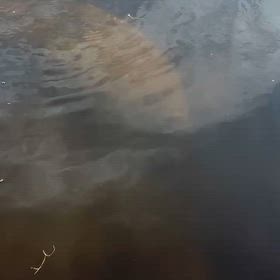 マナティ親子の画像