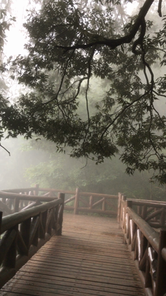 阿里山 秘境 2700年のご神木パワースポット その2の記事動画