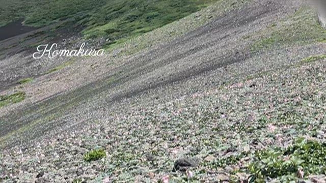 七夕に出来上がった作品の記事動画