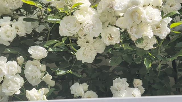 我が家のバラが満開〜よい香り(^^♪の記事動画