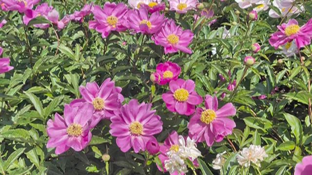 シャクヤクまつり♪の記事動画