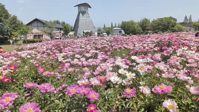 シャクヤクまつり♪の記事動画