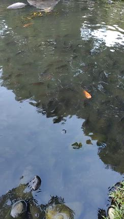【後編】和風テーマパーク「檜意森活村」でガチョウ肉油【台湾旅行】【嘉義】の記事動画