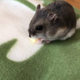 最近の癒しの画像