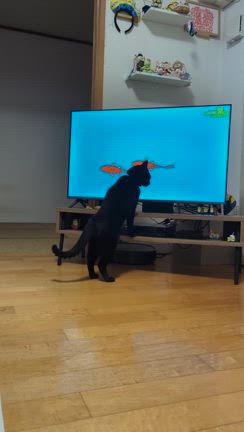 介護認定調査結果と黒猫の記事動画