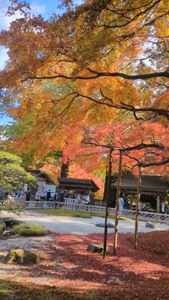雷山千如寺大悲王院の紅葉の記事動画