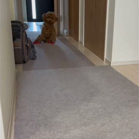 マメちゃん　ぎこちない歩き方　の画像