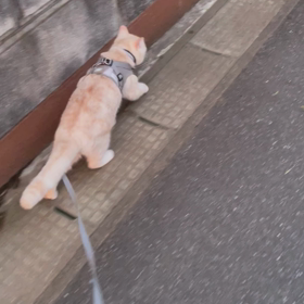 散歩の画像