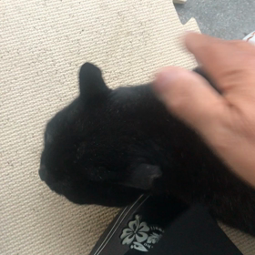 地域ネコ　1年の画像