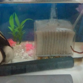 ウナギ青虫喰うの画像
