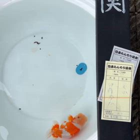 尾張2歳会の画像