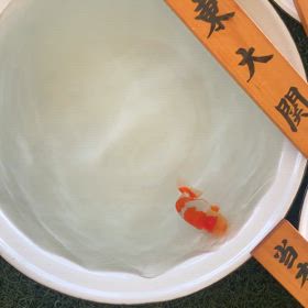 名古屋金魚愛好会の画像