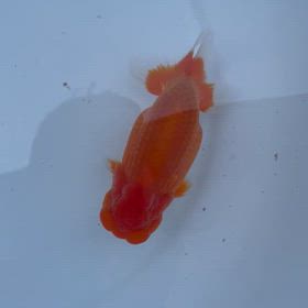 ヤフオク魚の動画ですの画像