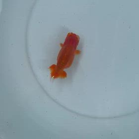ヤフオク魚AとBの画像